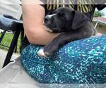 Small #2 Labrador Retriever Mix