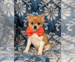Fox Terrier (Smooth)-Pomeranian Mix Puppy for sale in LEOLA, PA, USA