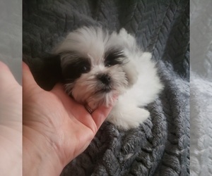 Mal-Shi Puppy for sale in VIRGILINA, VA, USA