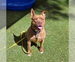 Small American Bulldog Mix