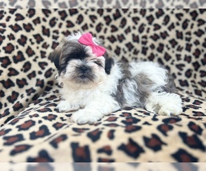 Zuchon Puppy for sale in LAKELAND, FL, USA