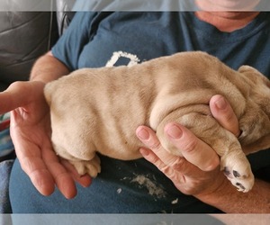 Olde English Bulldogge Puppy for sale in SHELBY, NC, USA