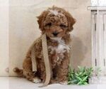 Small #1 Cavapoo