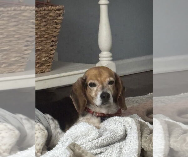 Medium Photo #3 Beagle-Unknown Mix Puppy For Sale in Springdale, PA, USA