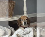 Small #2 Beagle Mix