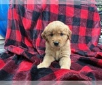 Small #2 Goldendoodle (Miniature)