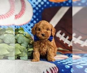 Goldendoodle (Miniature) Puppy for sale in KIRKWOOD, PA, USA