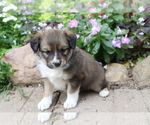 Small Photo #1 Australian Shepherd-Siberian Husky Mix Puppy For Sale in SHILOH, OH, USA