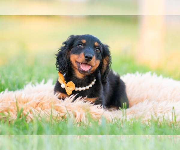 Medium Photo #33 Dachshund Puppy For Sale in WARSAW, IN, USA
