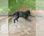 Small #3 Labrador Retriever