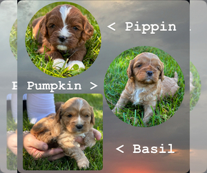 Cavapoo Puppy for sale in COLORADO SPRINGS, CO, USA