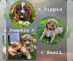 Image preview for Ad Listing. Nickname: Cavapoo Babies