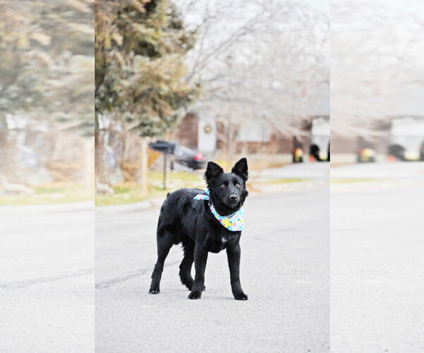 Medium Photo #7 Retriever -Unknown Mix Puppy For Sale in Sandy, UT, USA