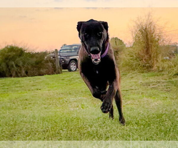 Medium Photo #4 Mutt Puppy For Sale in Imlay City, MI, USA