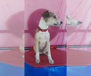 Dover - Male Retriever -Unknown Mix Dog for Adoption - Photo #5