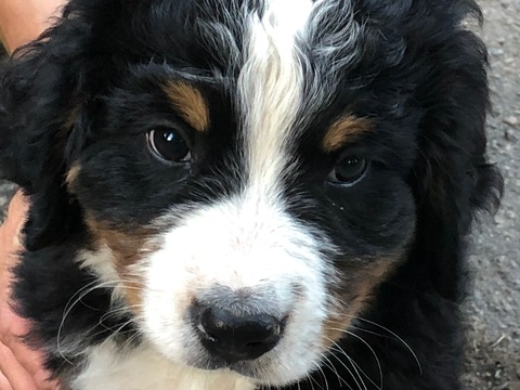 Medium Photo #1 Bernese Mountain Dog Puppy For Sale in EVERGREEN, CO, USA
