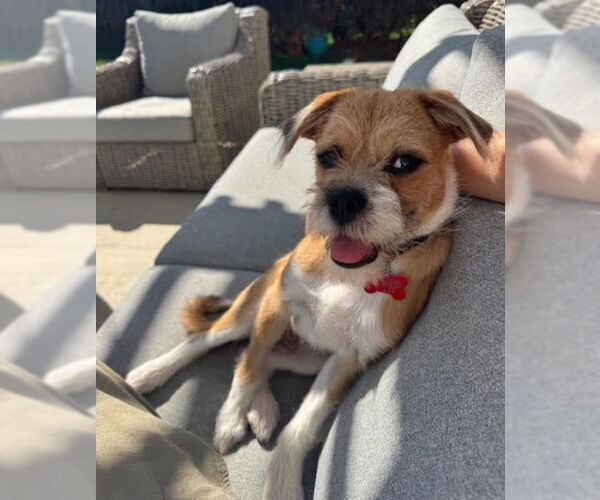 Medium Photo #4 Mutt Puppy For Sale in San Diego, CA, USA