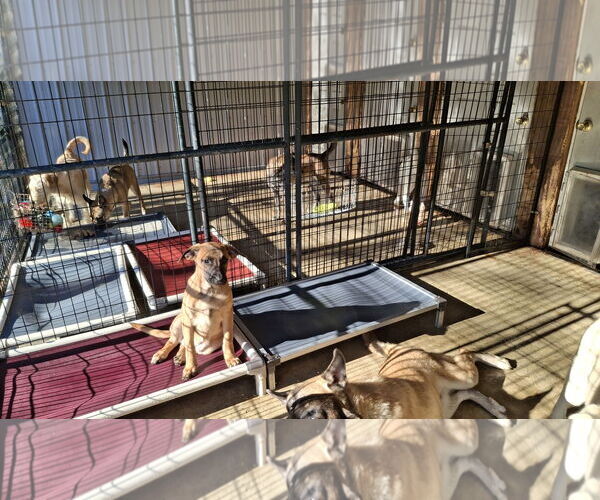 Medium Photo #6 German Shepherd Dog-Unknown Mix Puppy For Sale in Sebec, ME, USA