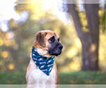 Small #4 Anatolian Shepherd Mix