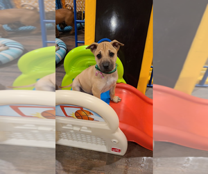 Phu Quoc (Vietnam Island) Ridgeback Puppy for sale in PALMDALE, CA, USA