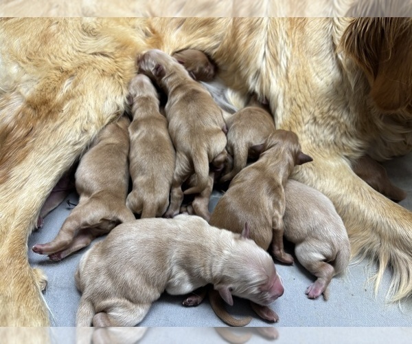 Medium Photo #4 Golden Retriever Puppy For Sale in FRANKTOWN, CO, USA