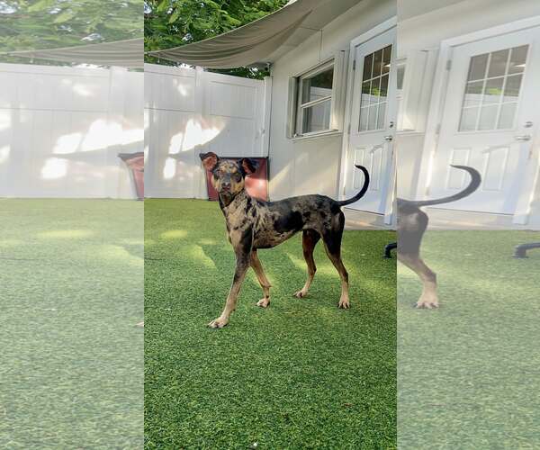 Medium Photo #4 Miniature Pinscher Puppy For Sale in Pompano Beach , FL, USA
