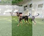 Small #3 Miniature Pinscher