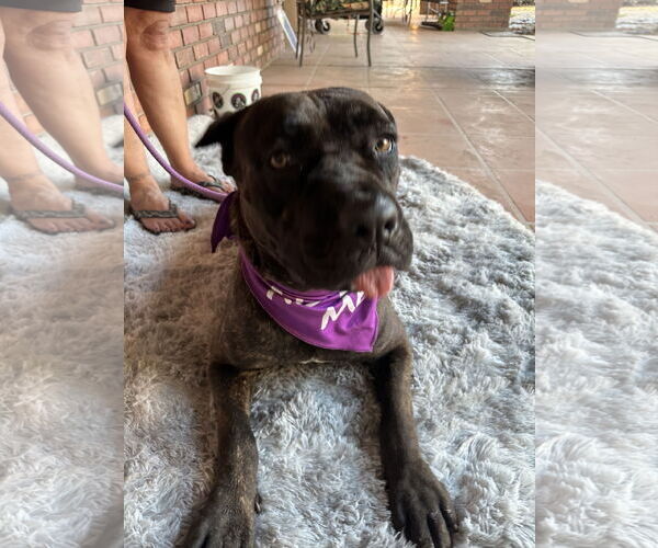 Medium Photo #3 Mutt Puppy For Sale in Goodyear, AZ, USA