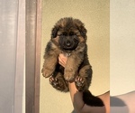 Small #4 German Shepherd Dog
