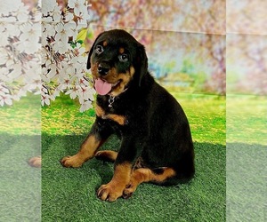 Rottweiler Puppy for sale in SPANAWAY, WA, USA