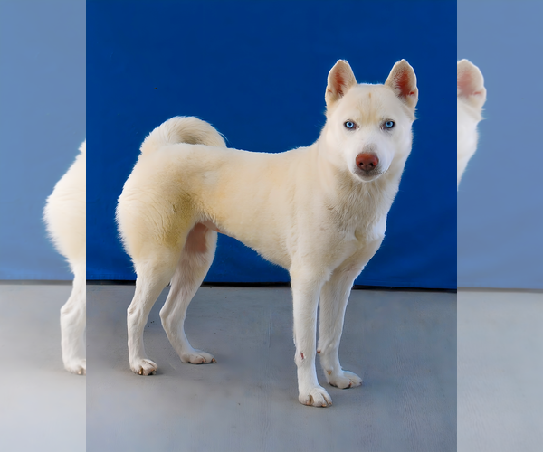 Medium Photo #2 Siberian Husky-Unknown Mix Puppy For Sale in Pasadena, CA, USA