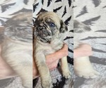 Puppy Puppy 5 Pug