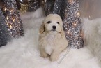 Small Photo #6 Maltipoo Puppy For Sale in LAS VEGAS, NV, USA