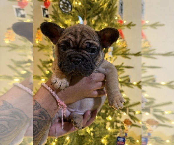 Medium Photo #1 French Bulldog Puppy For Sale in BOYD, TX, USA