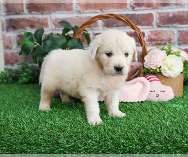Medium Photo #4 English Cream Golden Retriever Puppy For Sale in SYRACUSE, IN, USA