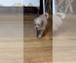 Small #5 Aussiedoodle
