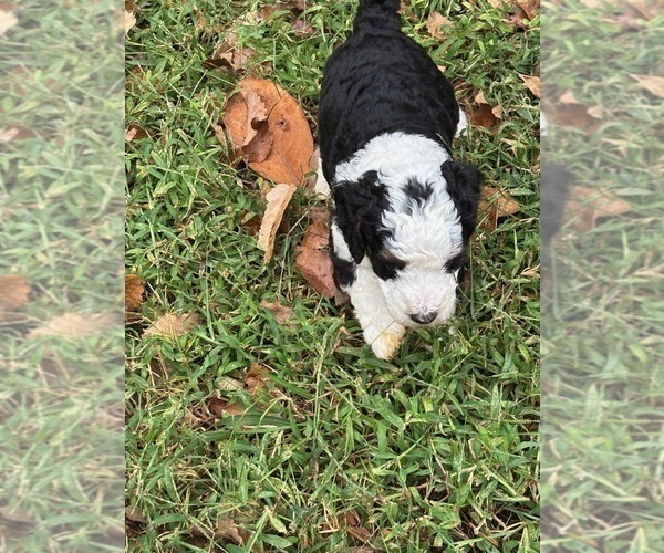 Medium Photo #14 Bernedoodle (Miniature) (+ Poodle Miniature) Puppy For Sale in TRAVELERS REST, SC, USA