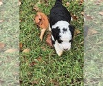 Small Photo #14 Bernedoodle (Miniature) (+ Poodle Miniature) Puppy For Sale in TRAVELERS REST, SC, USA