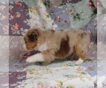 Small Photo #25 Miniature Australian Shepherd Puppy For Sale in HARRISON, OH, USA