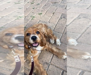 Cocker Spaniel Puppy for sale in CICERO, IL, USA