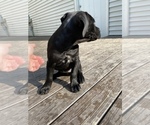 Small Photo #8 Cane Corso Puppy For Sale in FULTONVILLE, NY, USA