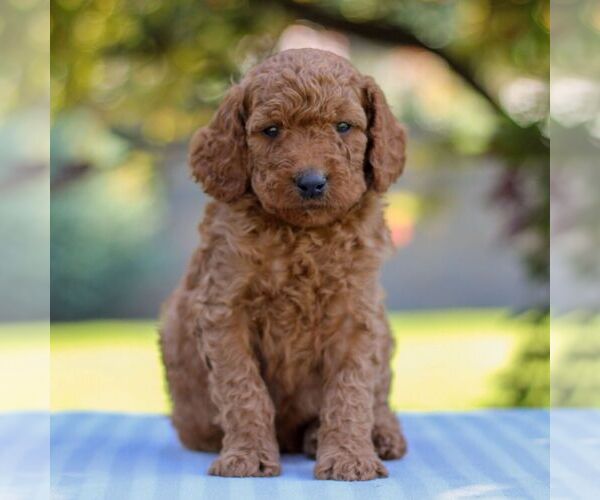 Medium Photo #1 Goldendoodle Puppy For Sale in EAST EARL, PA, USA