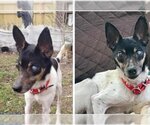 Small #1 Mutt