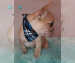 Small Photo #5 French Bulldog Puppy For Sale in PIONEER, CA, USA