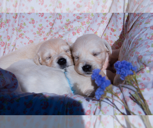 English Cream Golden Retriever Puppy for sale in TACOMA, WA, USA