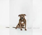 Small #8 American Pit Bull Terrier