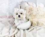 Small #11 Morkie