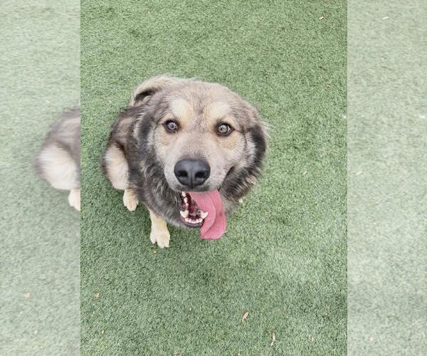 Medium Photo #3 Great Pyrenees-Unknown Mix Puppy For Sale in Rockwall, TX, USA