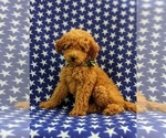 Small Photo #6 Goldendoodle Puppy For Sale in COCHRANVILLE, PA, USA