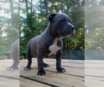 Small Photo #10 American Bully Puppy For Sale in MOTLEY, MN, USA